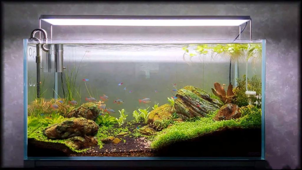 Aquarium Wasser Trüb Ursachen Und Lösungen