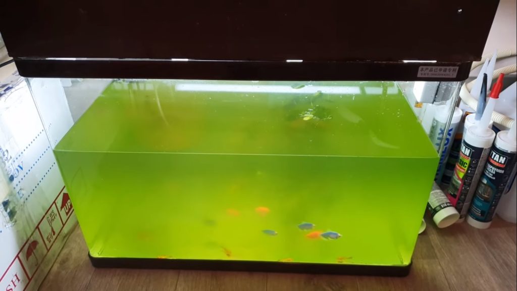 Aquarium Wasser Trüb Ursachen Und Lösungen