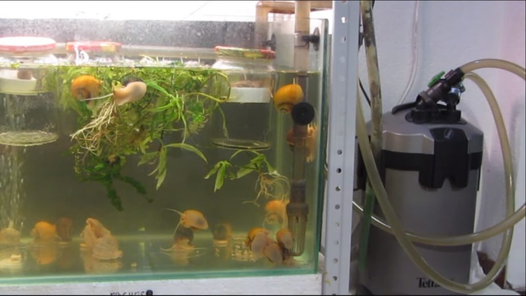 Aquarium Wasser Trüb: Ursachen Und Lösungen