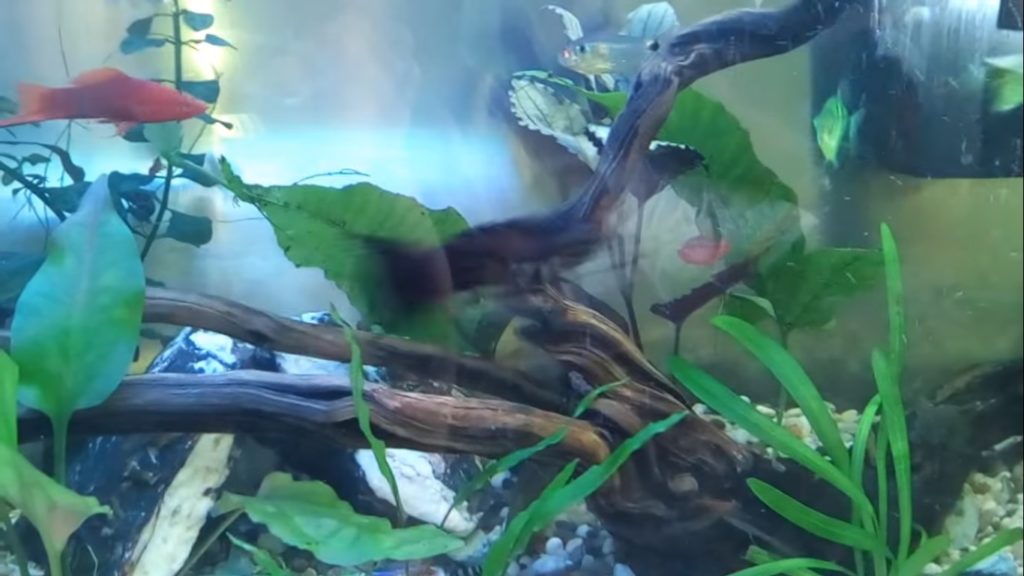 Aquarium Wasser Trüb Ursachen Und Lösungen