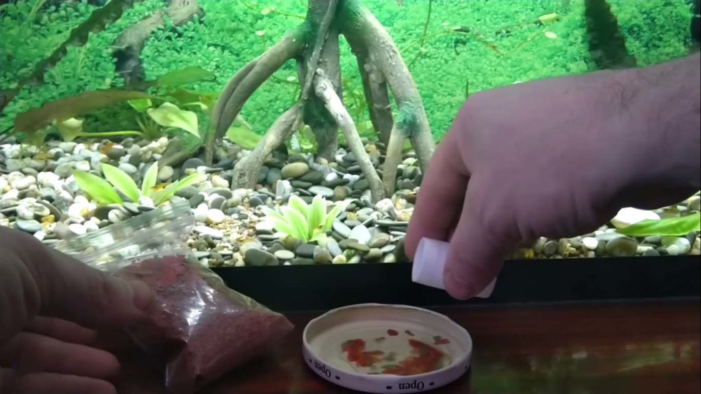 Aquarium Wasser Trüb Ursachen Und Lösungen