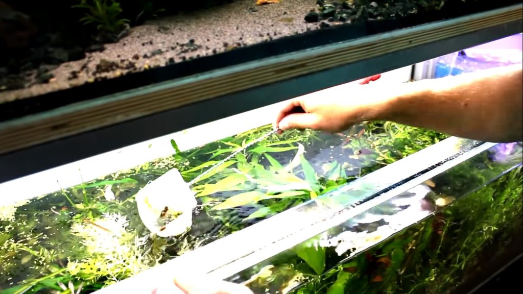 Aquarium Wasser Trüb Ursachen Und Lösungen